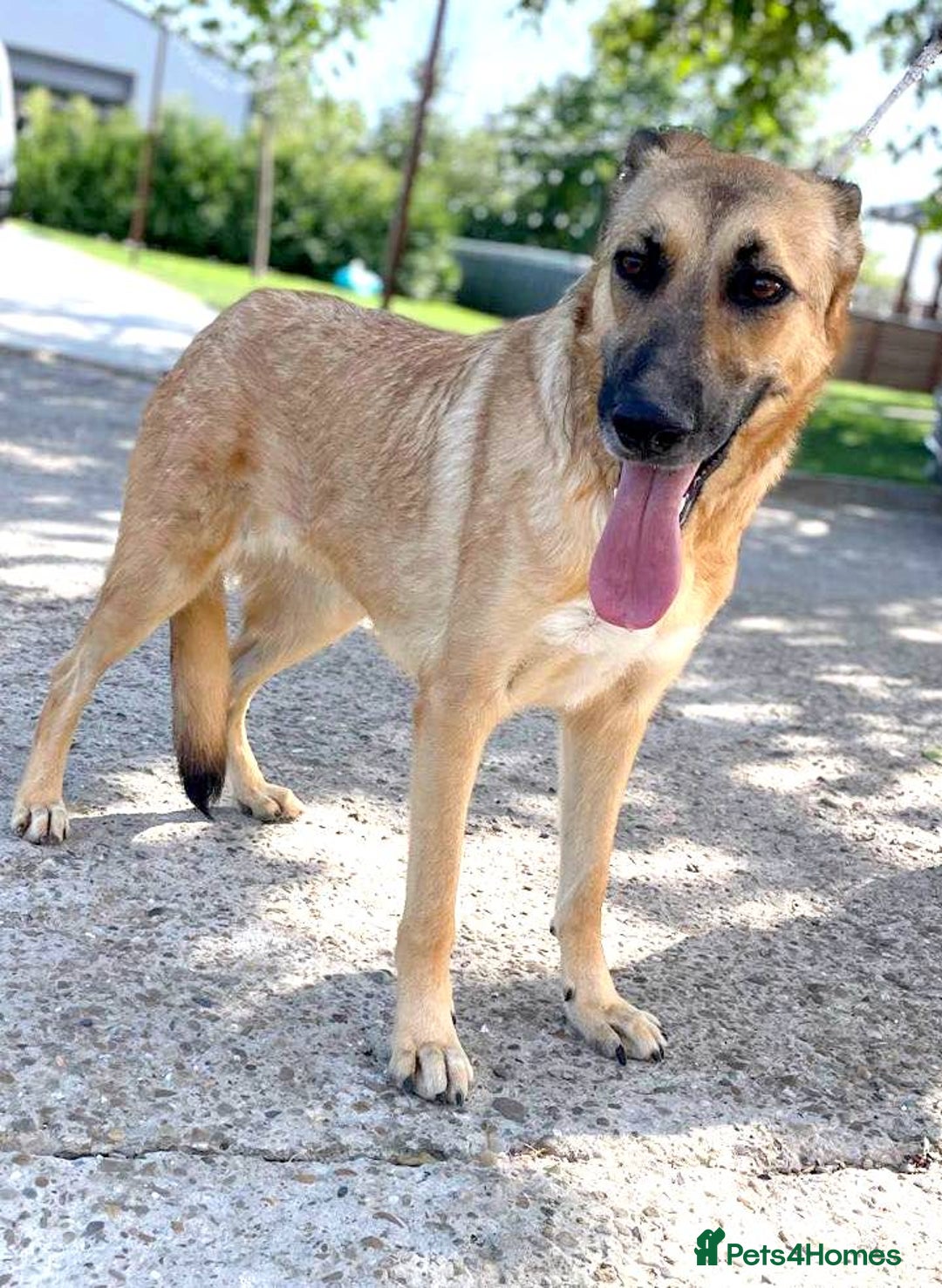 Mixed Breed dogs for adoption: 💛 Tara – 2 years behind bars, still smiling 💛 - Image 2