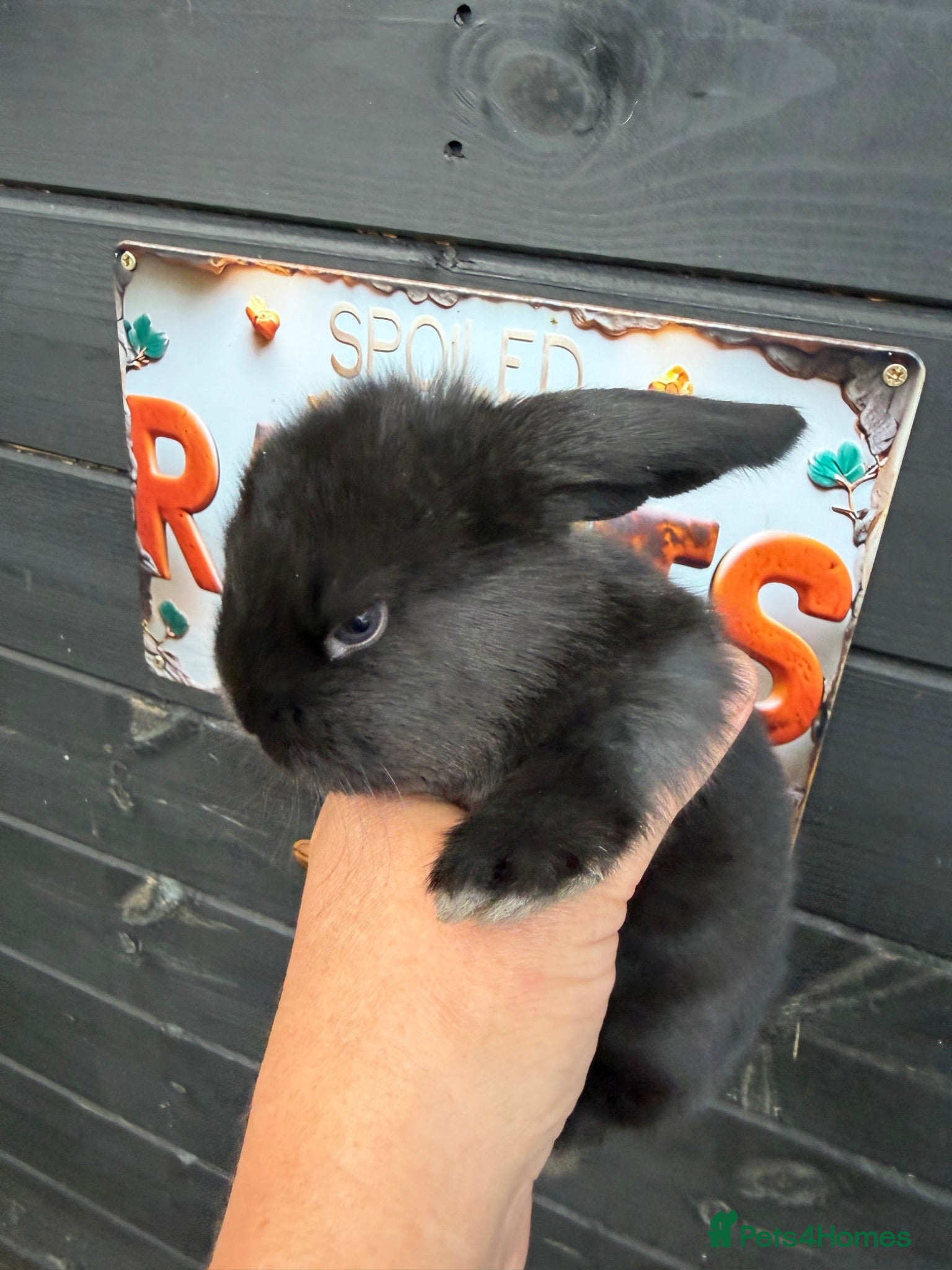 French Lop rabbits French lop  - Advert 1