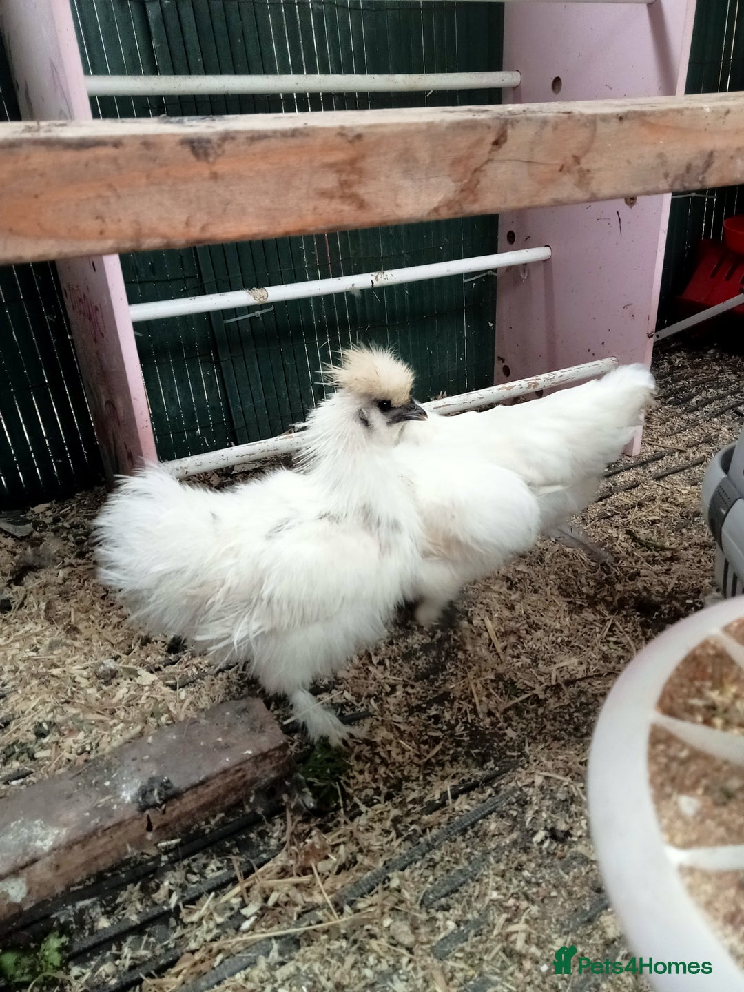 Chickens poultry for sale:  SILKIE CROSS ( 2 Roosters and hen ) - Image 1
