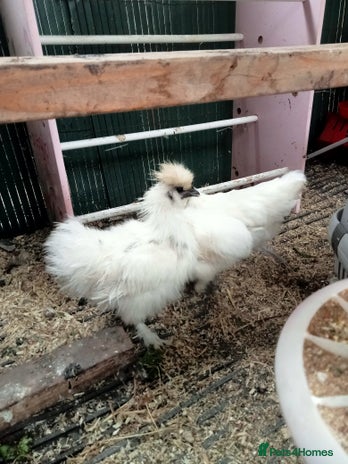 Chickens poultry - Advert 4