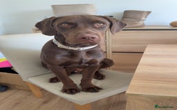 Mixed Breed dogs for sale: Vizsla cross cane corso  - Image 5
