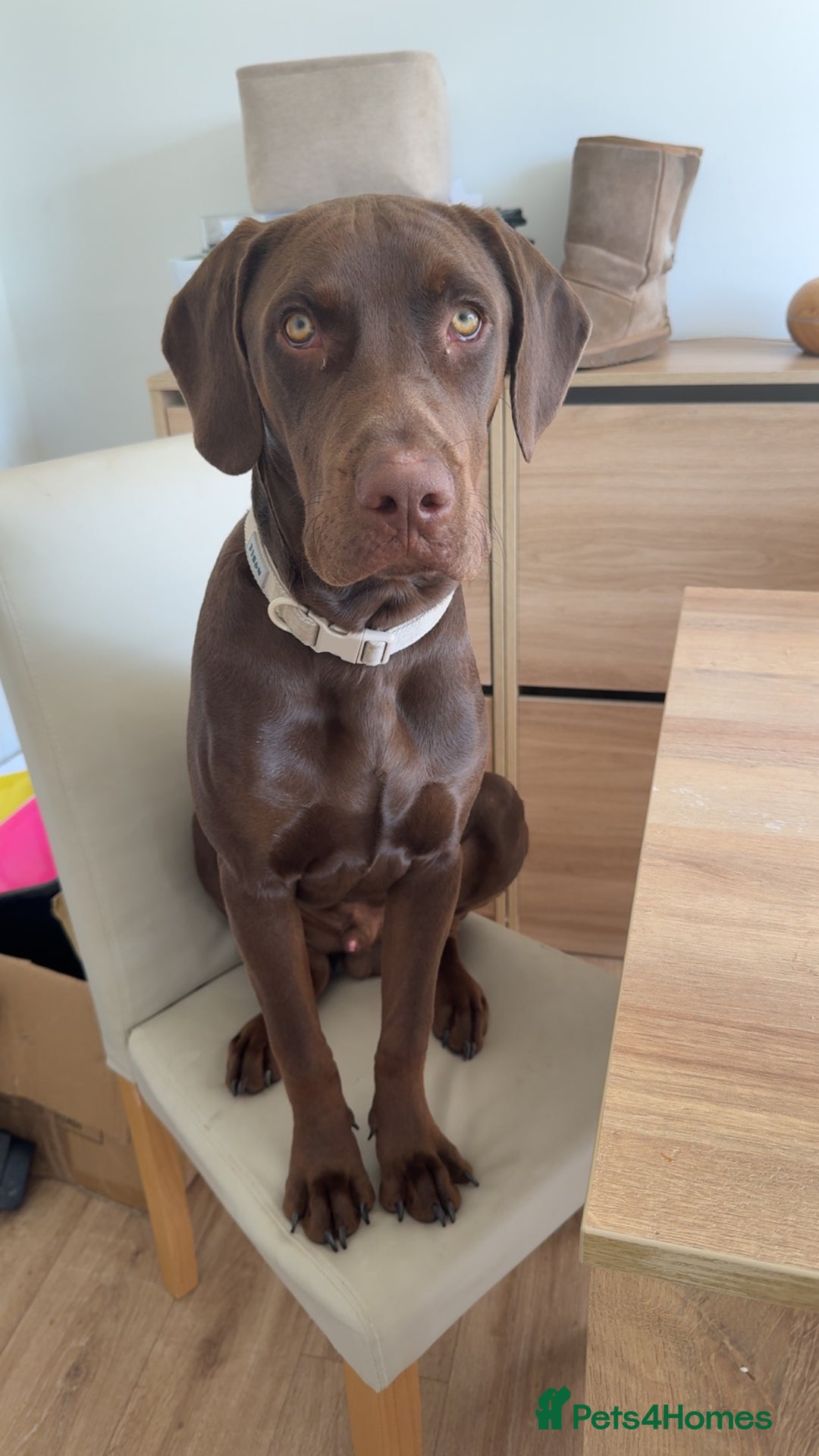 Mixed Breed dogs for sale: Vizsla cross cane corso  - Image 5