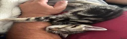 Mixed Breed cats for sale: Kittens for sale  - Advert 6