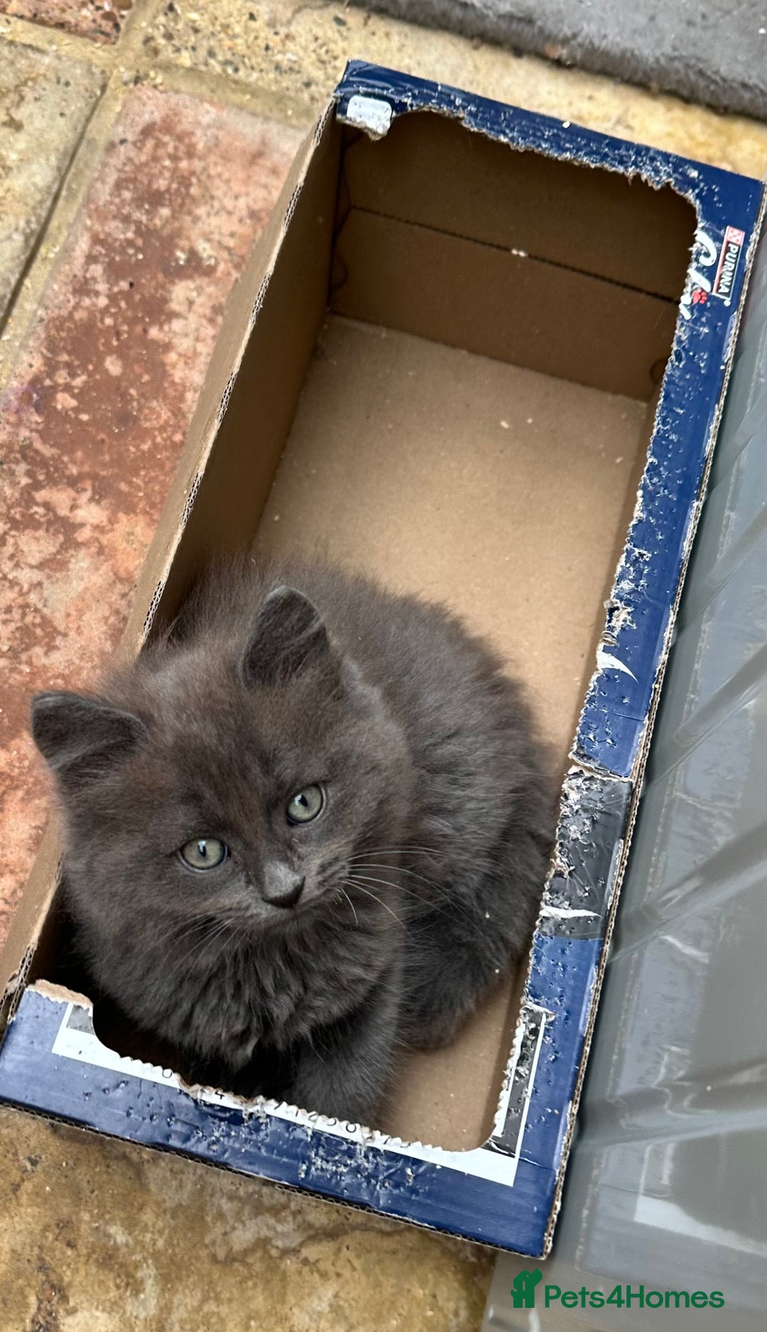 Norwegian Forest Cat cats for sale: 7 Exceptionally beautiful Norwegian Forest kittens - Advert 16