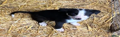 Border Collie 6