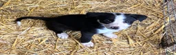 Border Collie dogs for sale: Ready Now - Border collie pups  - Advert 3