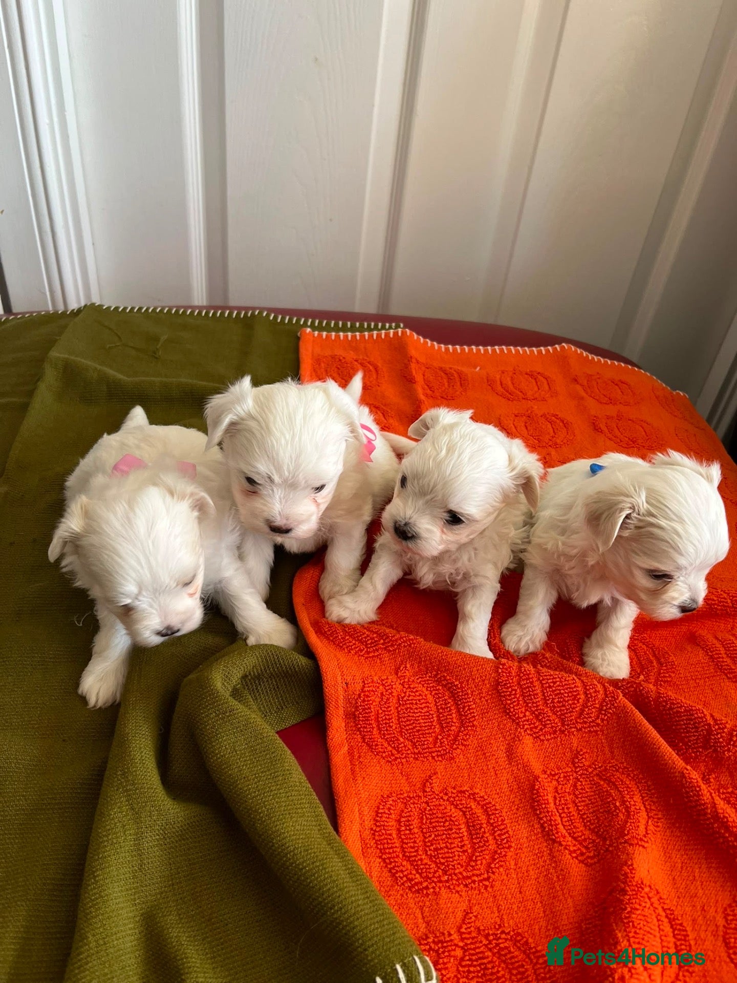 Maltese dogs Gorgeous Maltese Puppies  - Advert 15