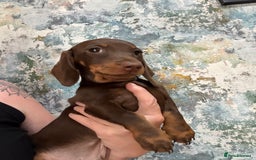 Dachshund dogs for sale: Kc reg first vac chipped licensed bundles of love  - Image 25