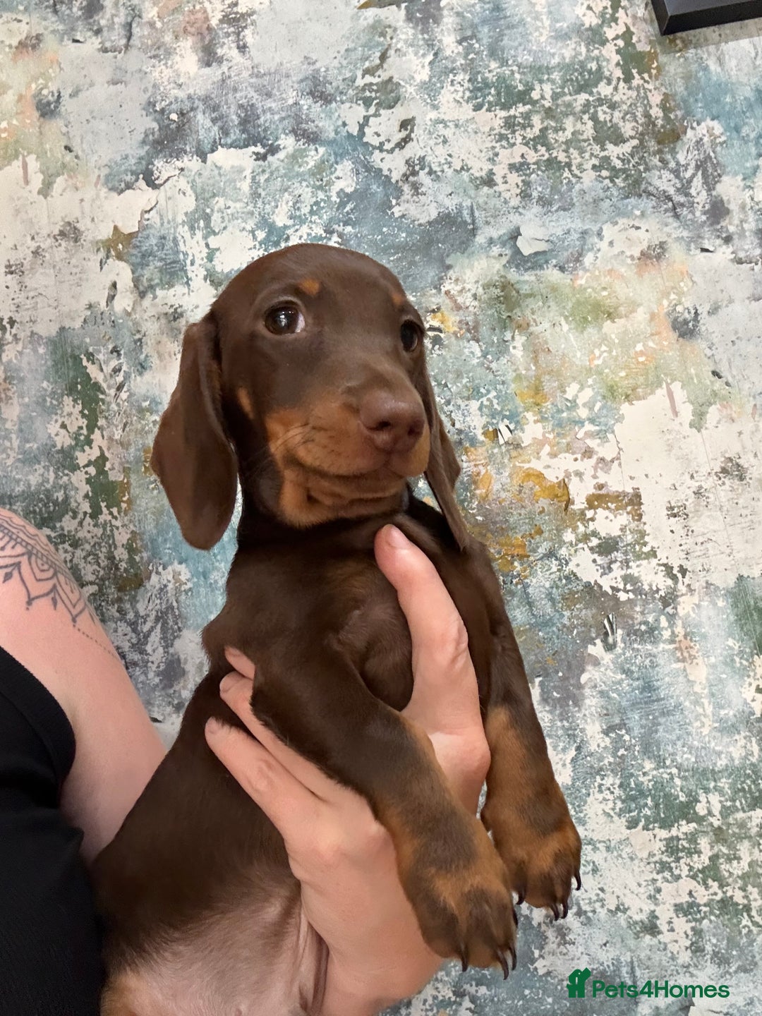 Dachshund dogs for sale: Kc reg first vac chipped licensed bundles of love  - Image 25
