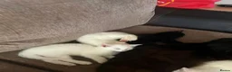 Turkish Van cats for sale: Family friendly Turkish van kittens for sale. in London - Advert 2