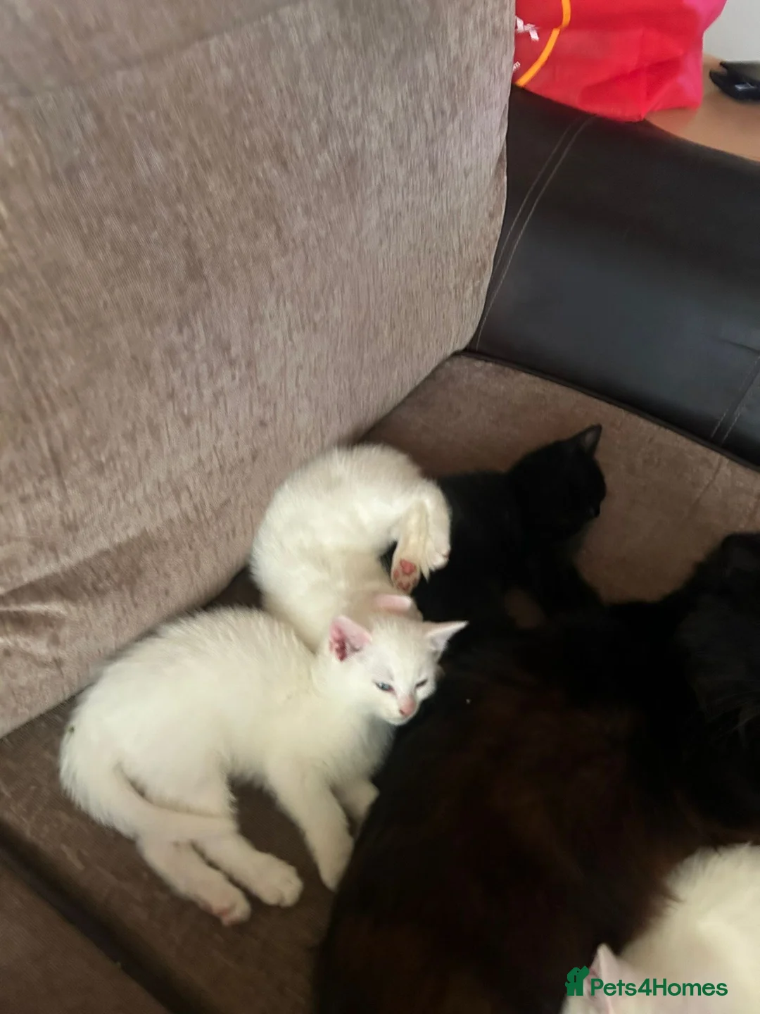 Turkish Van cats for sale: Family friendly Turkish van kittens for sale. in London - Advert 2