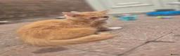 Maine Coon cats for sale: Maine coon kitten - Advert 2