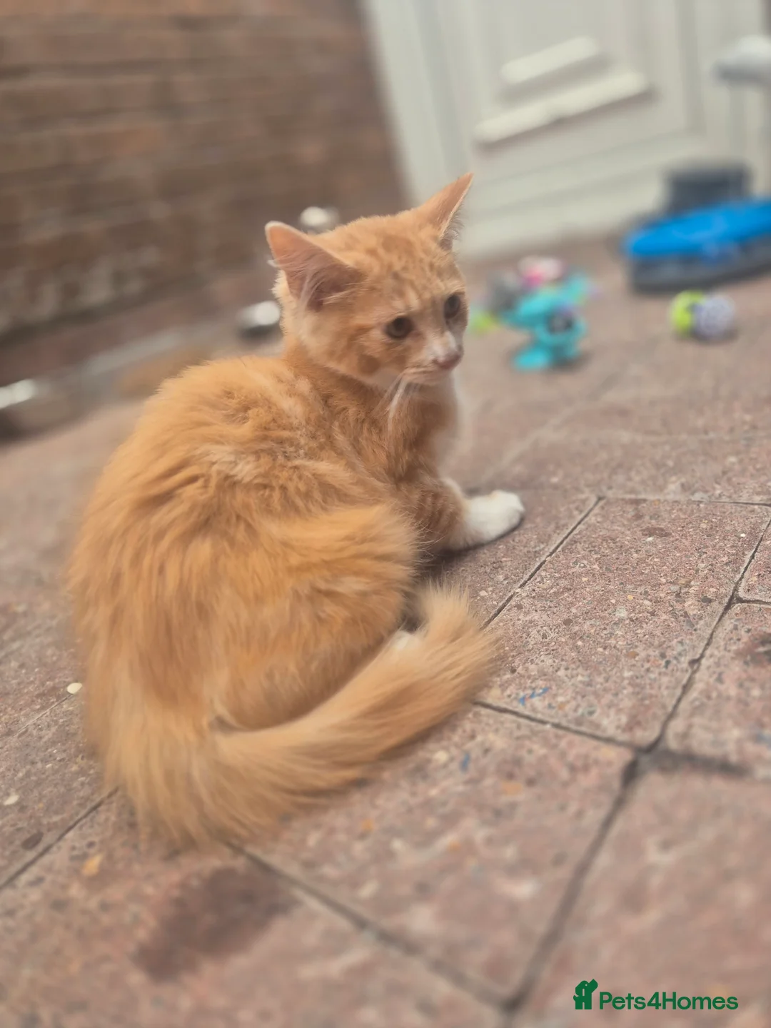 Maine Coon cats for sale: Maine coon kitten - Advert 2