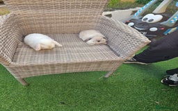 Mini Lop rabbits for sale: Pure Mini Lops - Image 3