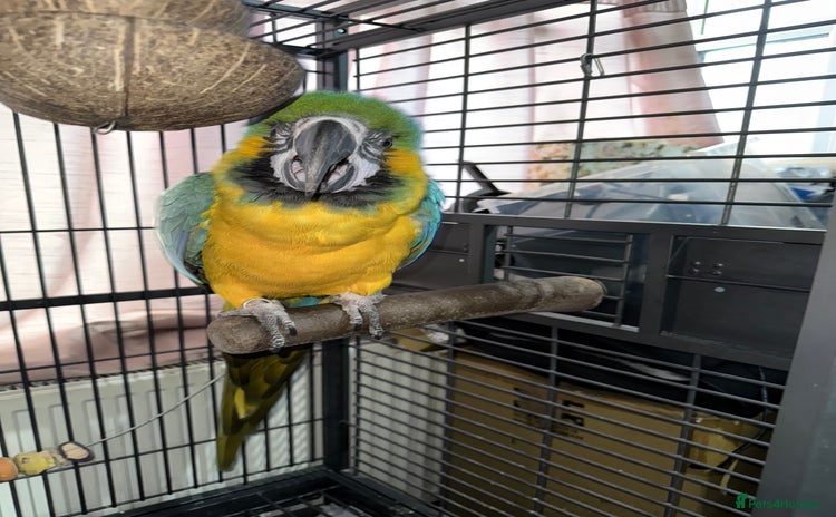 Macaws birds - Advert 1