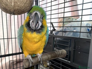 Macaws birds - Advert 27