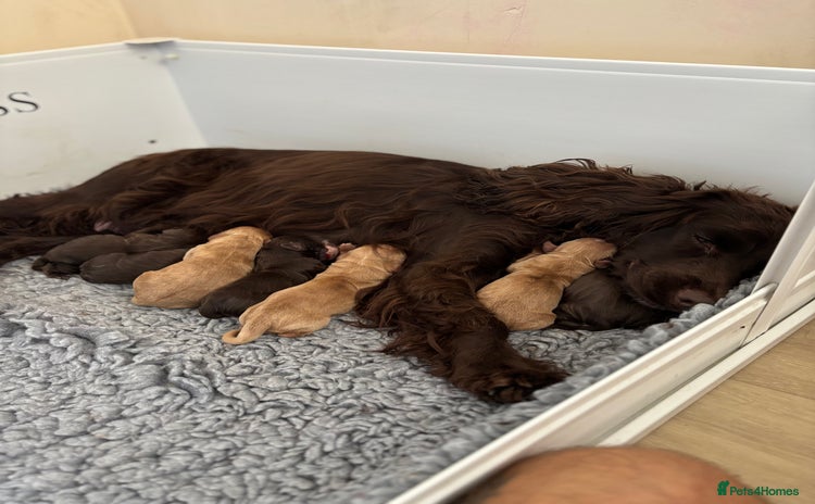 Cocker Spaniel dogs - Advert 1