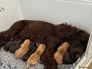 Cocker Spaniel dogs for sale - Advert 1