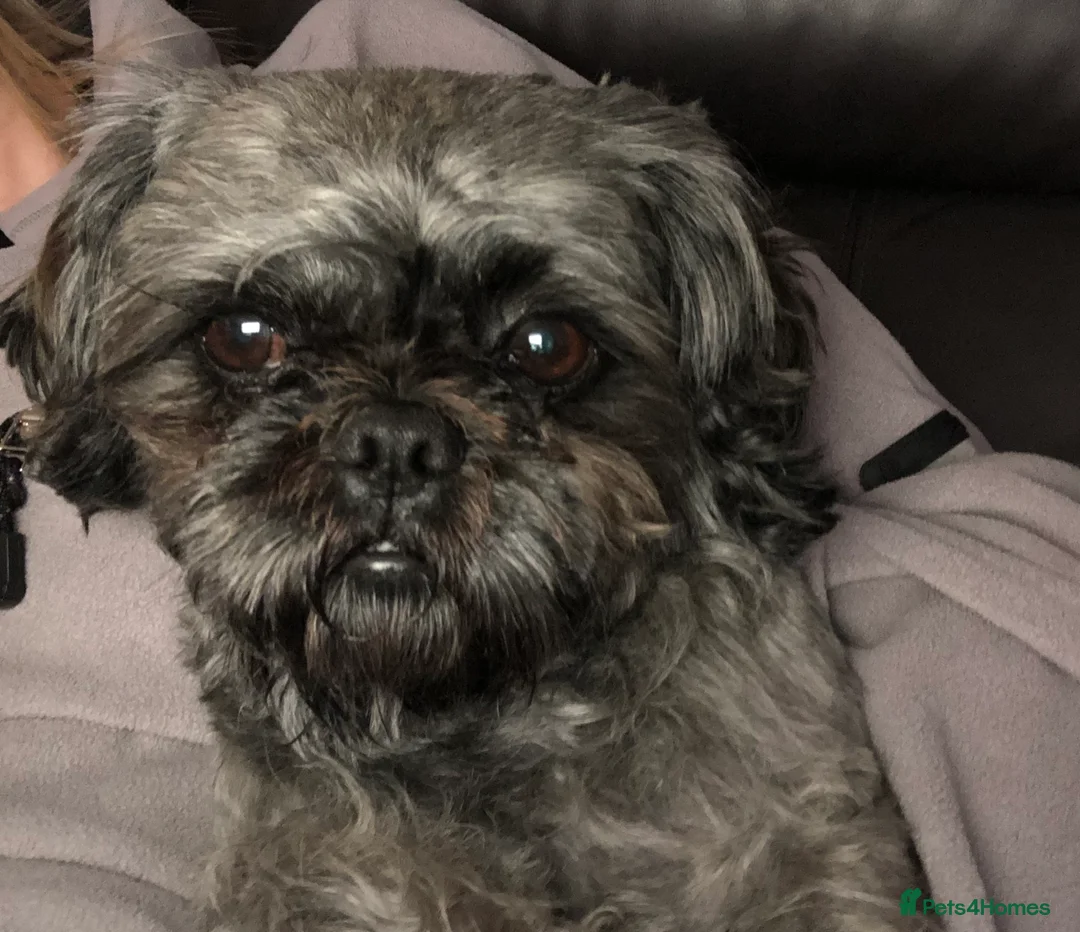 Shih Tzu dogs for stud: Stud only  in Bishop's Stortford - Advert 2