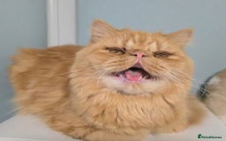 Persian cats for sale: Ginger Persian Boy for Loving Home in London - Image 1