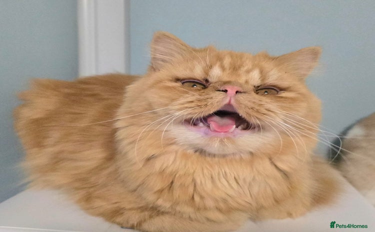 Persian cats in London - Advert 2