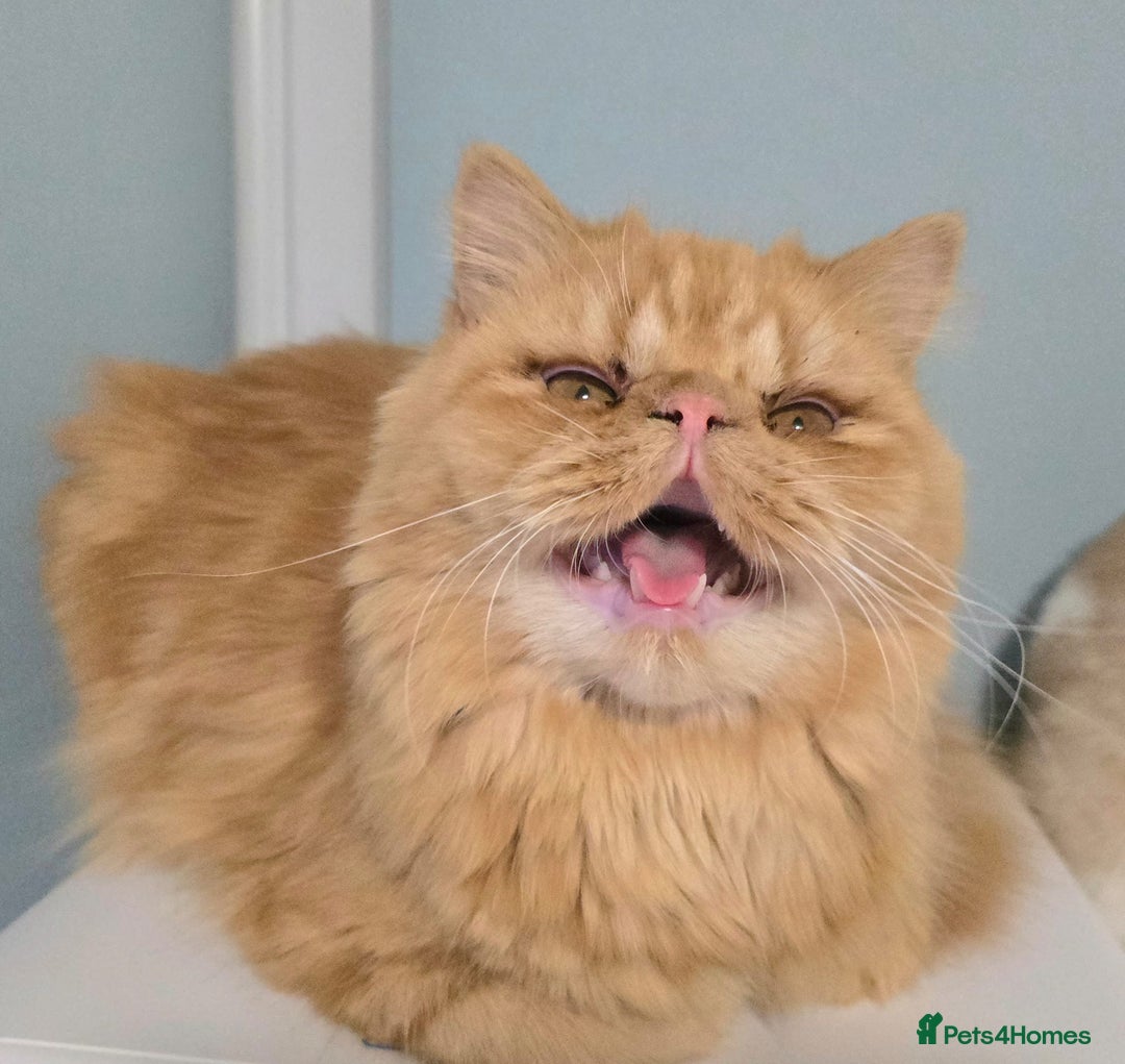 Persian cats for sale: Ginger Persian Boy for Loving Home in London - Image 1