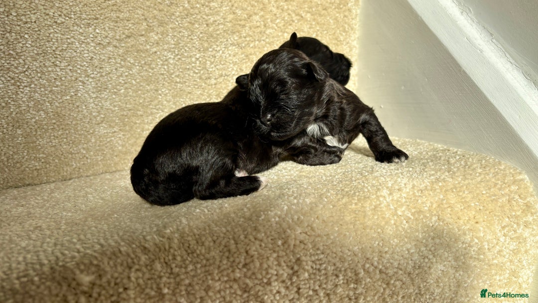 Lhasapoo dogs for sale: 9 stunning lhasapoo’s  - Image 18