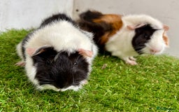Guinea Pig rodents for sale: Super calm and friendly female guinea pigs  - Image 14