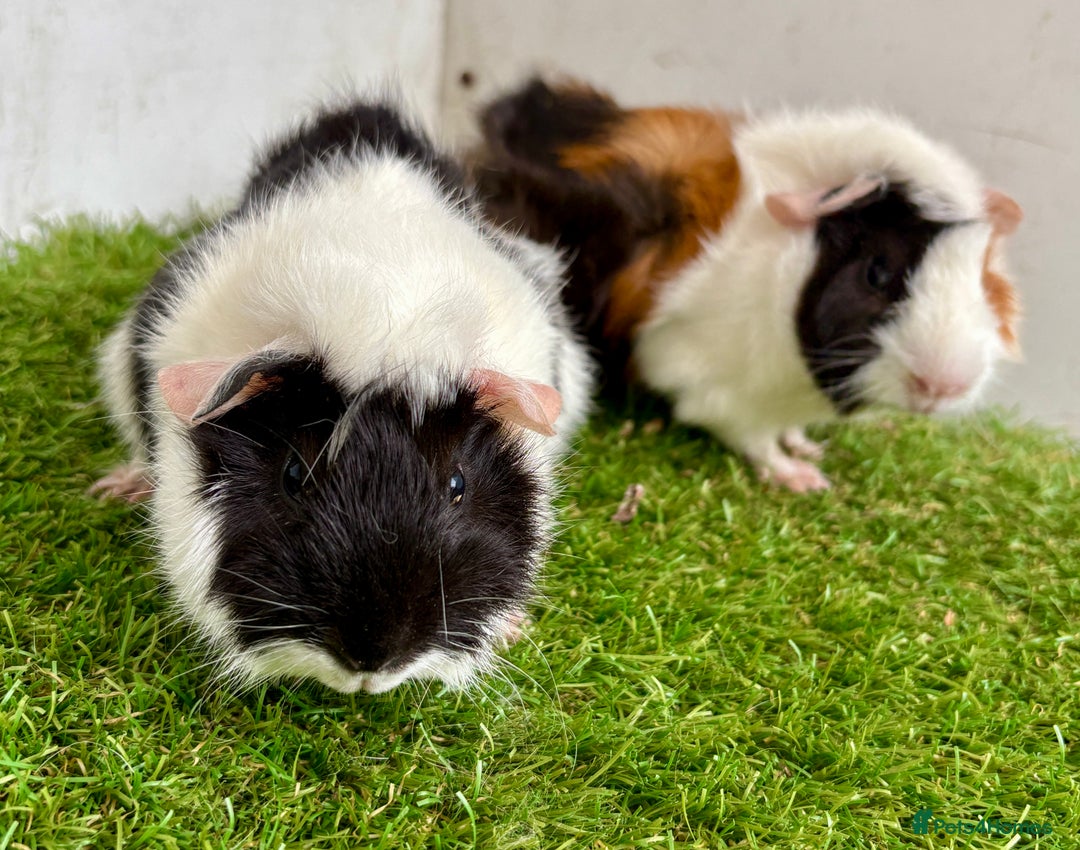 Guinea Pig rodents for sale: Super calm and friendly female guinea pigs  - Image 14