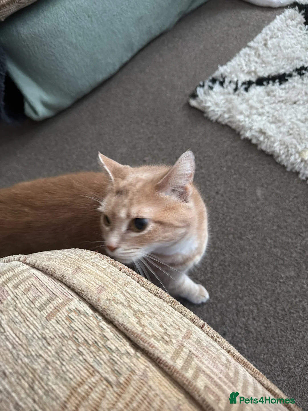Mixed Breed cats for sale: Lovely ginger female - Advert 3