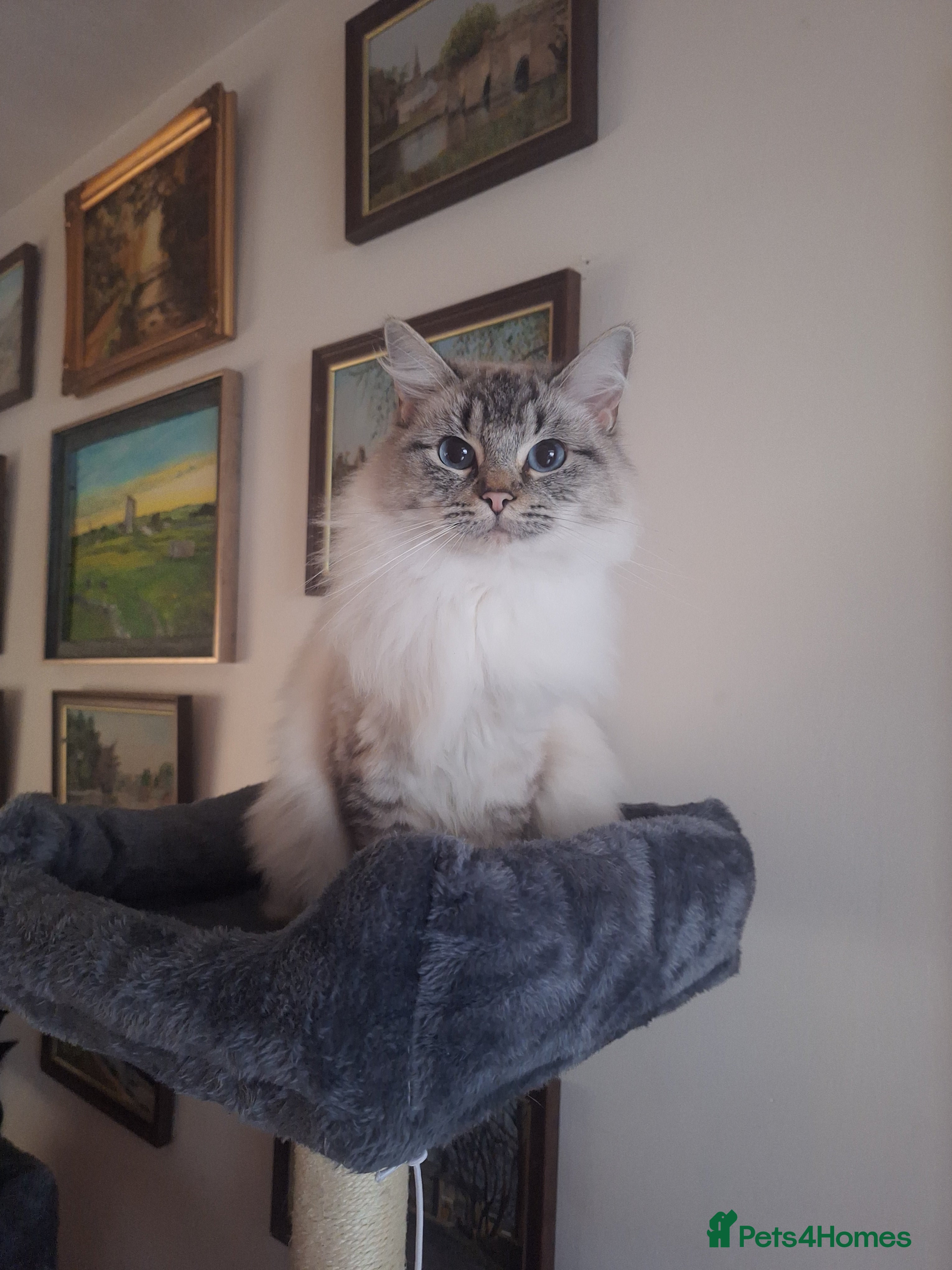 Ragdoll cats Remarkable Lynx female Ragdoll - Advert 1