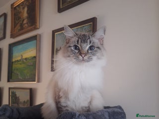 Ragdoll cats Remarkable Lynx female Ragdoll - Advert 1