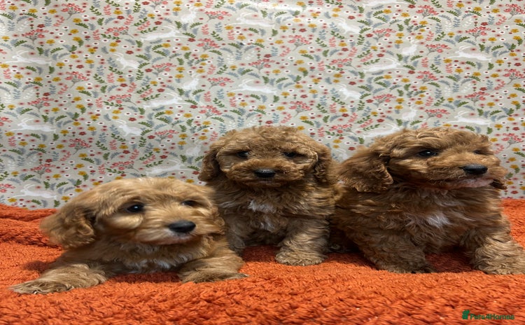 Cockapoo dogs - Advert 3