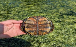 Turtle reptiles for sale: Emys Orbicularis European pond turtle - Image 2