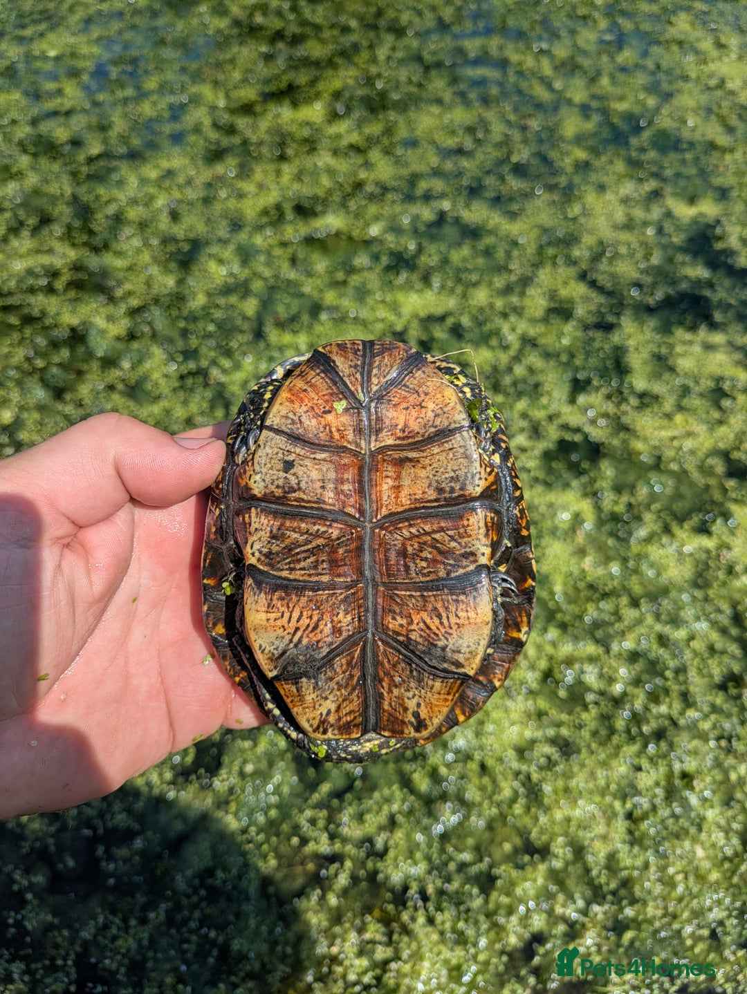 Turtle reptiles for sale: Emys Orbicularis European pond turtle - Image 2