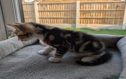 Domestic Shorthair cats for sale: Super stunning kittens - Image 8