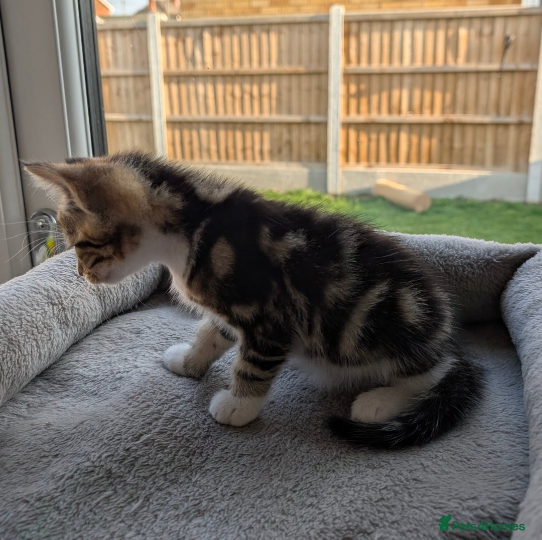 Domestic Shorthair cats for sale: Super stunning kittens - Image 8