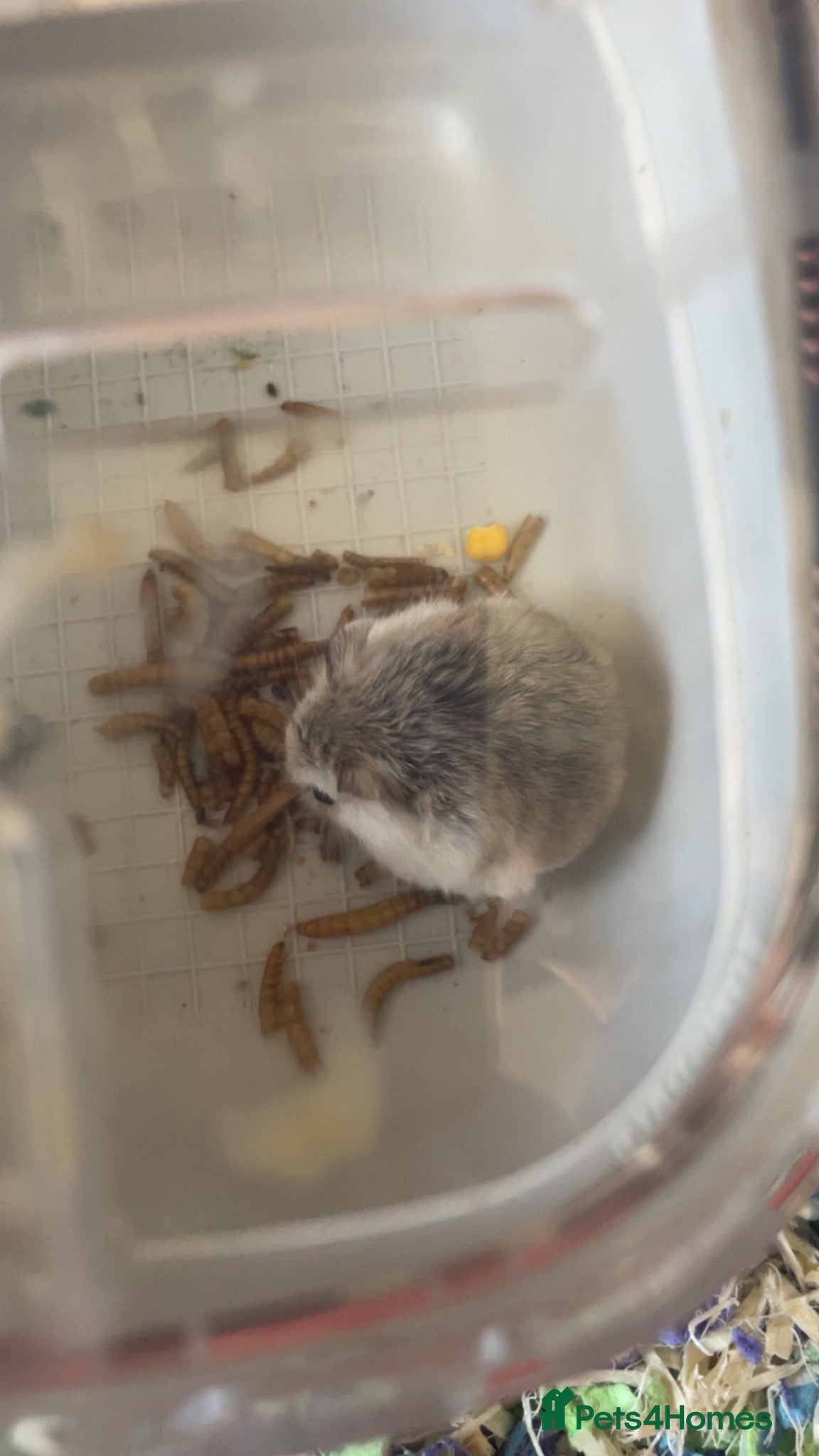 Hamster rodents Baby roborovski hamster cage included  - Advert 1