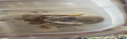 Hamster rodents for sale: Baby roborovski hamster cage included  - Advert 1