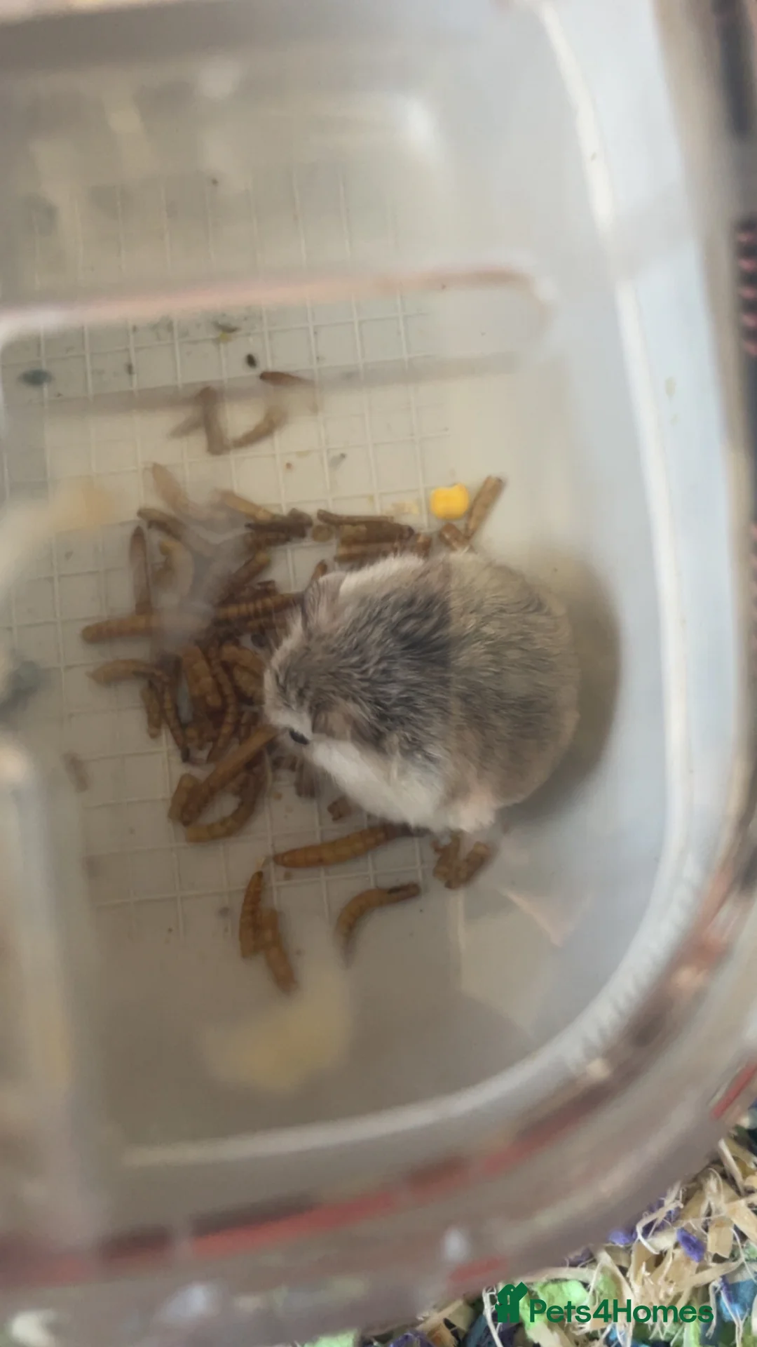 Hamster rodents for sale: Baby roborovski hamster cage included  - Advert 1