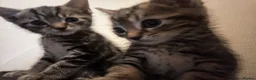 Mixed Breed cats for sale: 🐾 Adorable Kittens Looking for Their Homes! 🐾 in Croydon - Advert 3