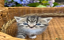 Scottish Fold cats for sale: Cute&Cuddy Scottish fold kittens - Image 5