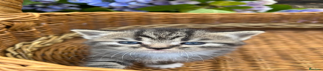 Scottish Fold Kitten 5