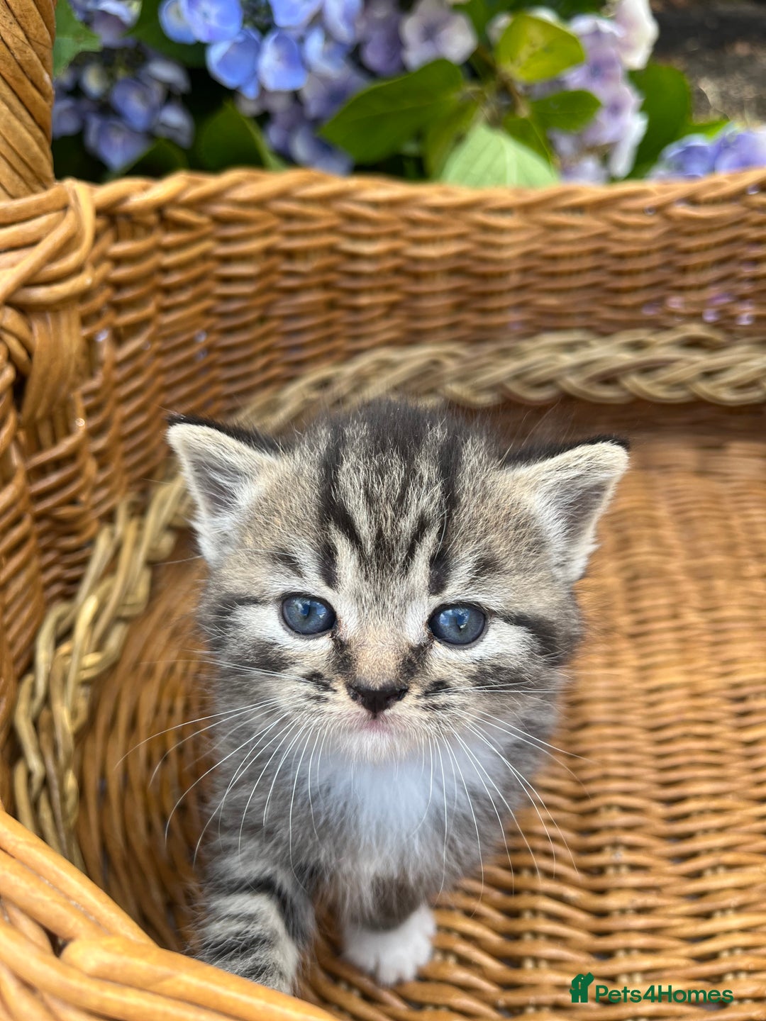 Scottish Fold cats for sale: Cute&Cuddy Scottish fold kittens - Image 5