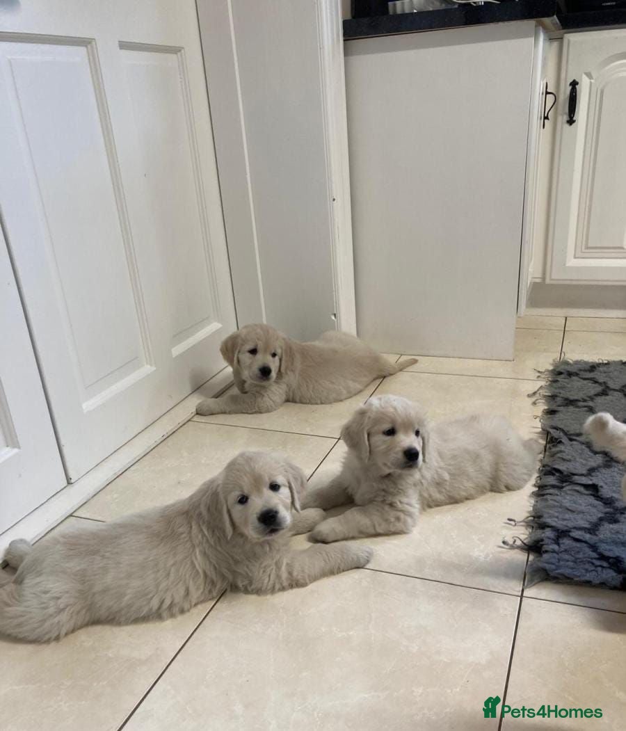 Golden Retriever dogs GOLDEN RETRIEVER PUPPIES DNA TRSTED - Advert 2