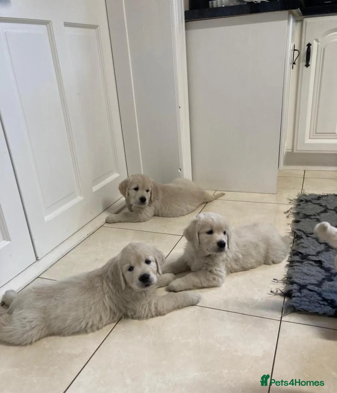 Golden Retriever dogs for sale: GOLDEN RETRIEVER PUPPIES DNA TRSTED in Preston - Advert 1