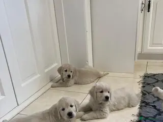 Golden Retriever dogs GOLDEN RETRIEVER PUPPIES DNA TRSTED - Advert 2