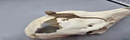 Gecko reptiles for sale: Red and orange striped gargoyle gecko  - Advert 6