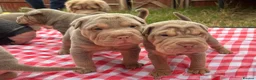 Shar Pei dogs for sale: KC REGISTERED RARE LILAC TAN SHAR-PEI - Advert 5