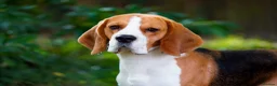Beagle dogs for sale: Stunning KC registered litter by Campeach beagles. - Advert 14